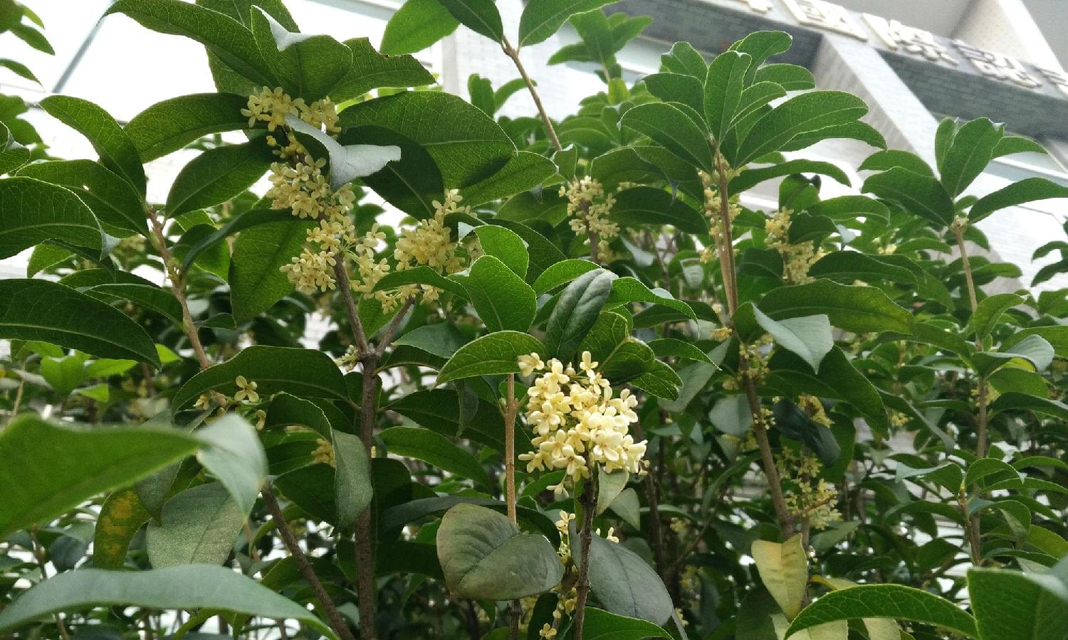 歐德雅桂花樹(shù)